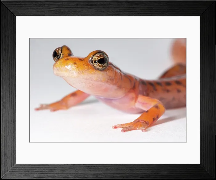 Framed Print : Cave Salamander, Eurycea lucifuga Framed Print : Cave Salamander, Eurycea lucifuga