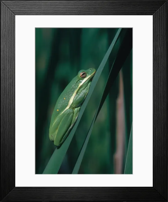 Framed Print : Green Tree Frog