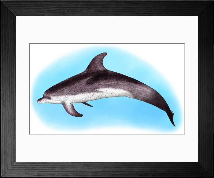 Framed Print : Atlantic Spotted Dolphin