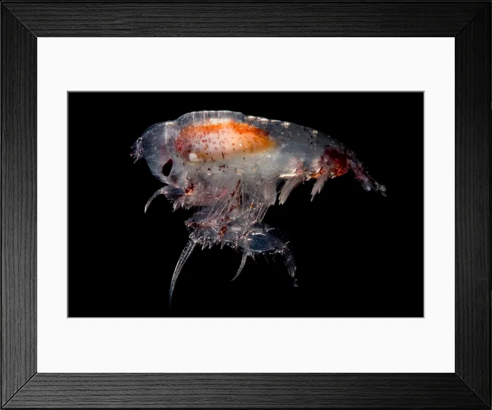 Framed Print : Pelagic Amphipod Framed Print : Pelagic Amphipod