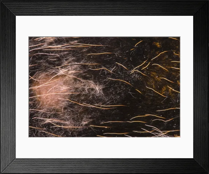 Framed Print : Mexican Red-Legged Tarantula Framed Print : Mexican Red-Legged Tarantula