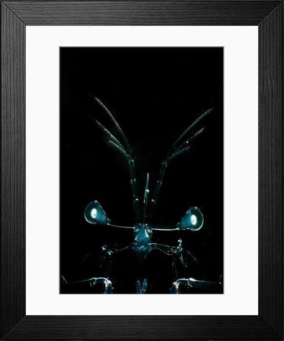 Framed Print : Larval Mantis Shrimp (Stomatopoda sp.) Framed Print : Larval Mantis Shrimp (Stomatopoda sp.)