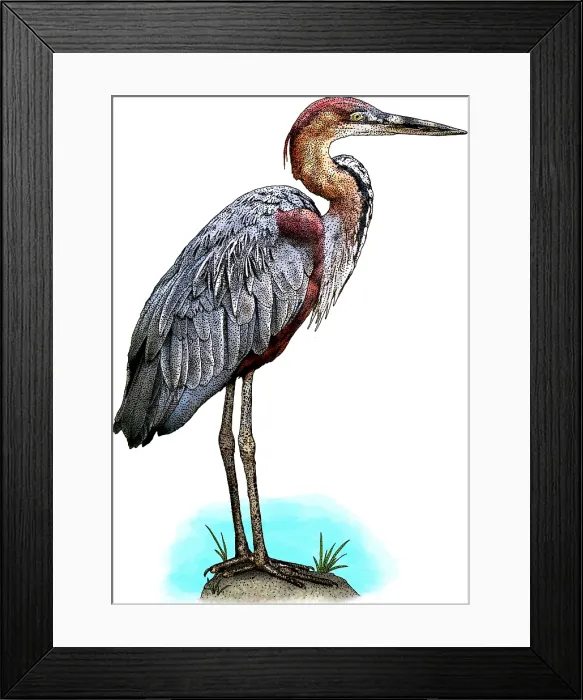 Framed Print : Goliath heron Framed Print : Goliath heron