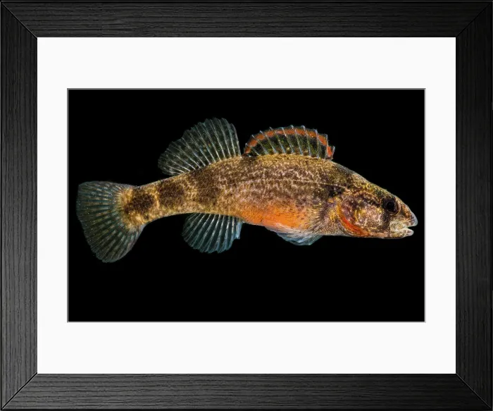 Framed Print : Sunburst Darter (Etheostoma mihileze) Framed Print : Sunburst Darter (Etheostoma mihileze)