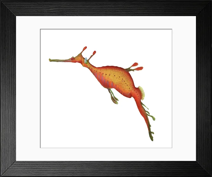 Framed Print : Weedy Seadragon (Phyllopteryx taeniolatus)