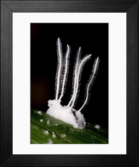 Framed Print : Fungus-Killed Insect Framed Print : Fungus-Killed Insect