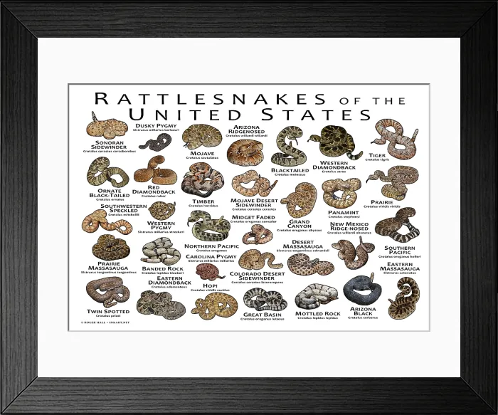 Framed Print : Rattlesnakes of the United States