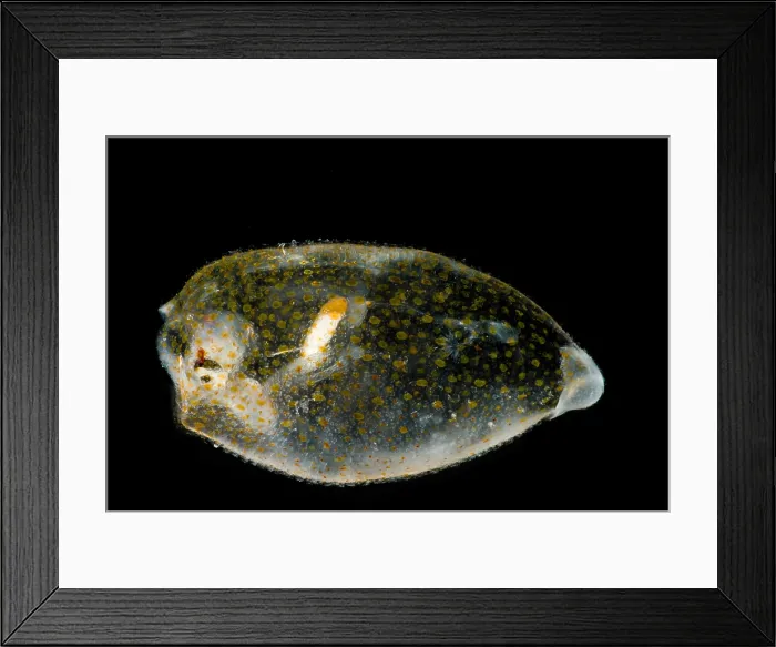 Framed Print : Cockatoo squid (Cranchia scabra) Framed Print : Cockatoo squid (Cranchia scabra)
