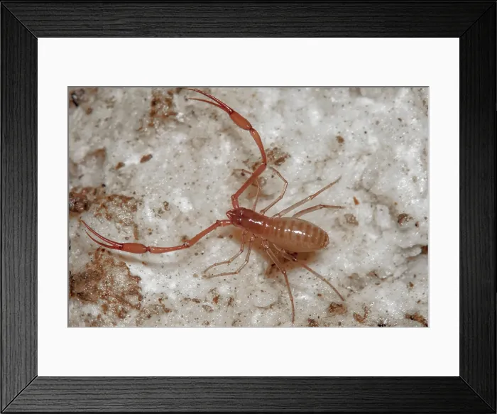 Framed Print : Cave Adapted Pseudoscorpion