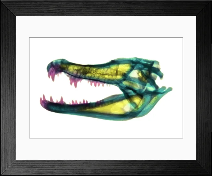 Framed Print : Caiman Skull X-ray Framed Print : Caiman Skull X-ray