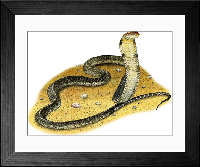 Framed Print : King Cobra Framed Print : King Cobra