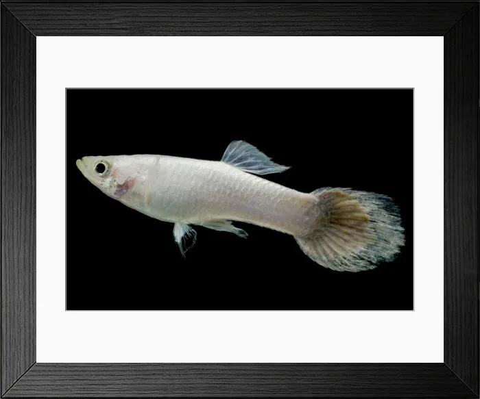 Framed Print : Platinum Guppy (Poecilia reticulata)