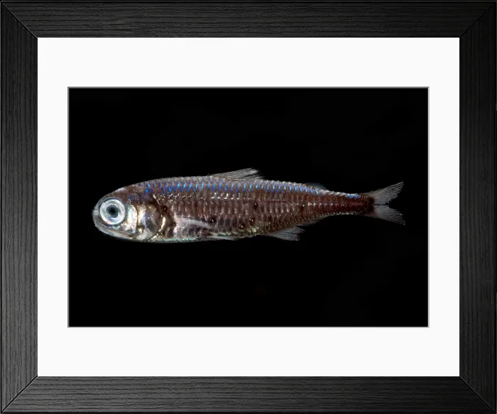 Framed Print : Lanternfish (Myctophum asperum)