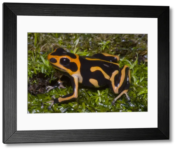 Framed Print : Crowned Poison Frog Framed Print : Crowned Poison Frog