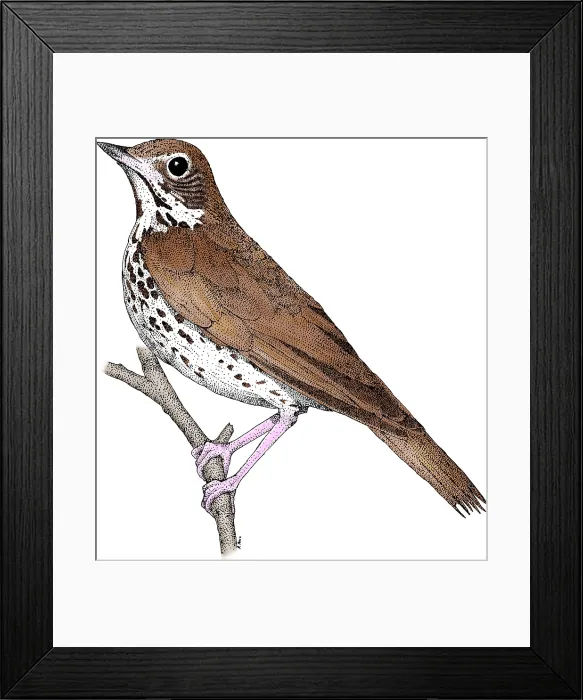 Framed Print : Wood Thrush Framed Print : Wood Thrush