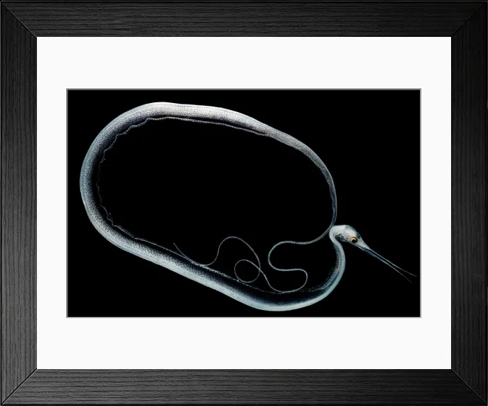 Framed Print : Slender Snipe Eel Framed Print : Slender Snipe Eel