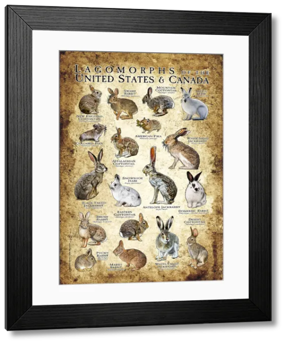 Framed Print : Lagomorphs of the US and Canada Framed Print : Lagomorphs of the US and Canada