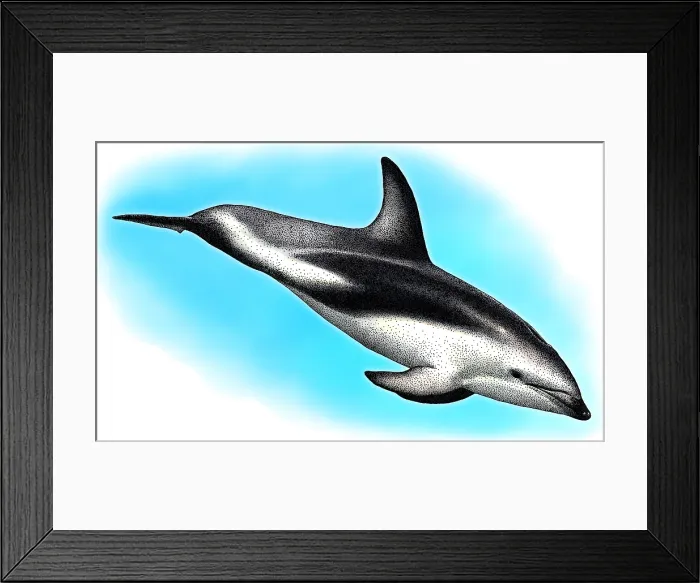 Framed Print : Dusky Dolphin, Illustration Framed Print : Dusky Dolphin, Illustration