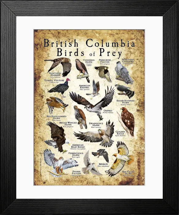 Framed Print : British Columbia Birds of Prey