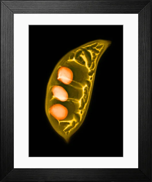 Framed Print : Colorized X-ray of Seed Pods Framed Print : Colorized X-ray of Seed Pods