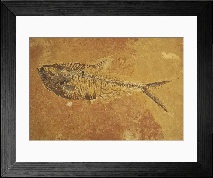 Framed Print : Fish Fossil