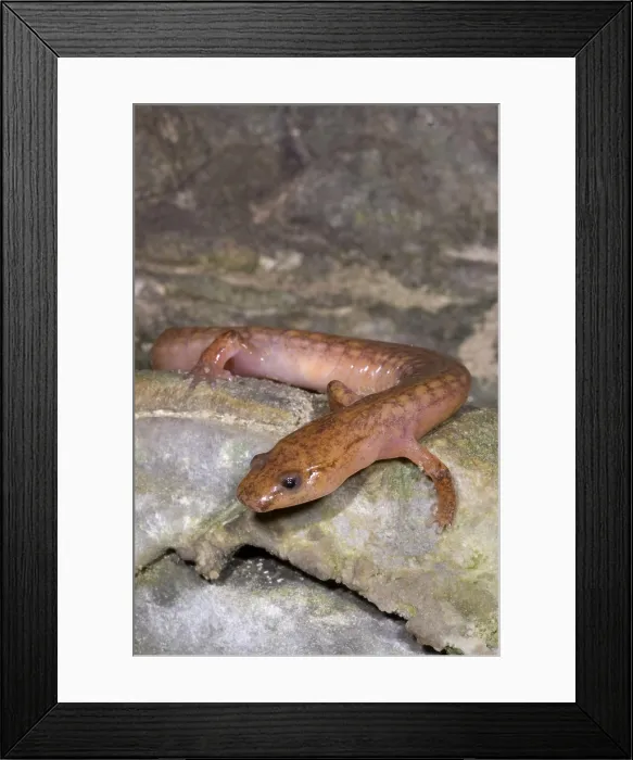 Framed Print : West Virginia Spring Salamander