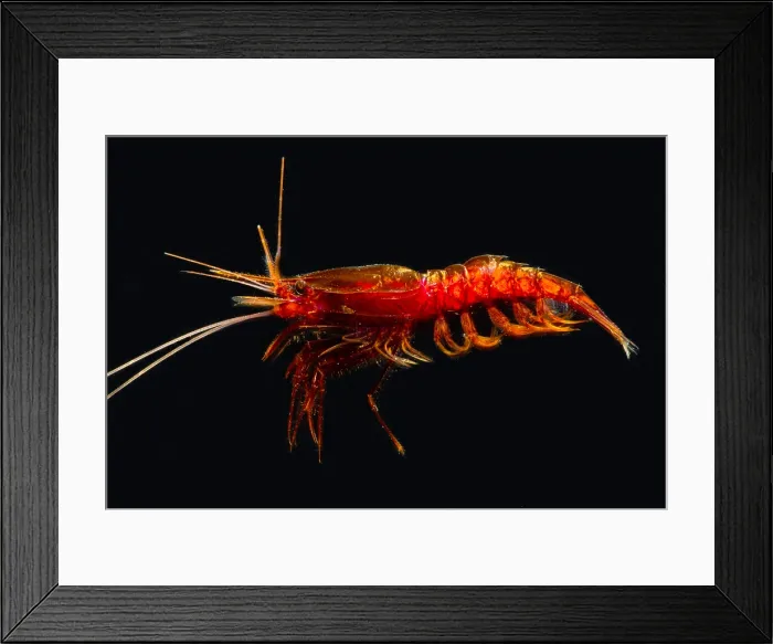 Framed Print : Mesopelagic Crustacean (Notostomus elegans) Framed Print : Mesopelagic Crustacean (Notostomus elegans)