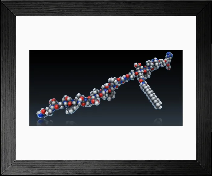 Framed Print : Liraglutide Framed Print : Liraglutide