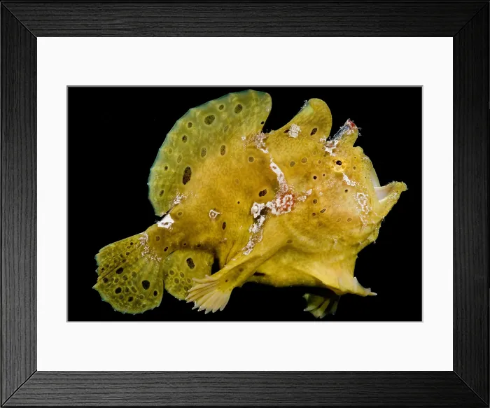 Framed Print : Warty Frogfish Framed Print : Warty Frogfish