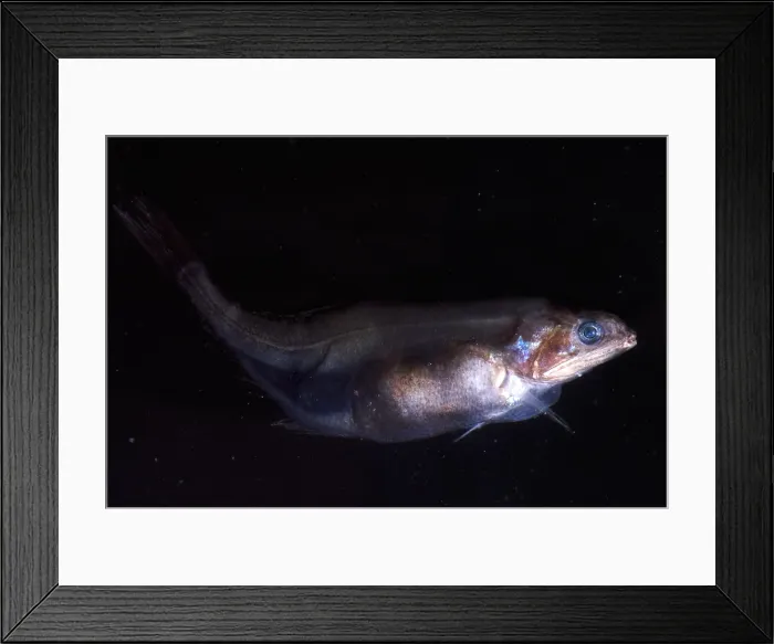 Framed Print : Chiasmodon Niger Framed Print : Chiasmodon Niger