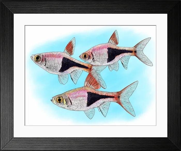 Framed Print : Harlequin fish Framed Print : Harlequin fish