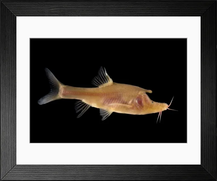 Framed Print : Rhinoceros Golden-line Barbel (Sinocyclocheilus rhinocerous) Framed Print : Rhinoceros Golden-line Barbel (Sinocyclocheilus rhinocerous)