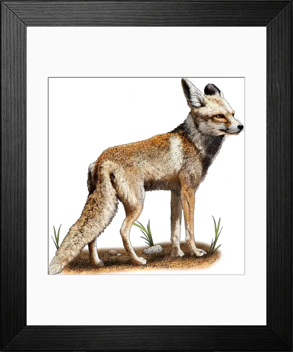 Framed Print : Arabian red fox Framed Print : Arabian red fox