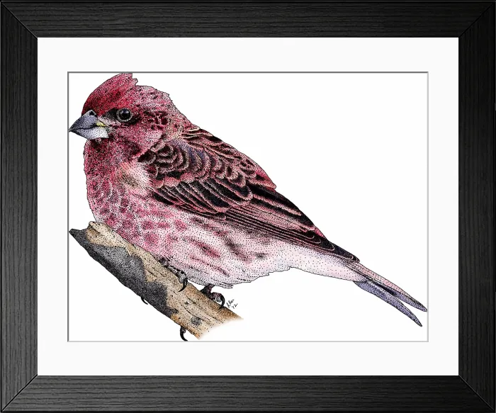 Framed Print : Purple finch Framed Print : Purple finch