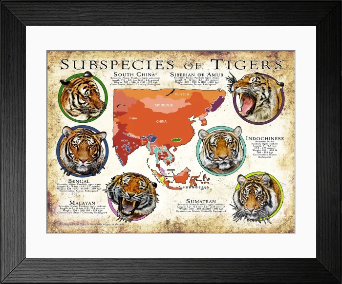 Framed Print : Subspecies of Tigers Framed Print : Subspecies of Tigers