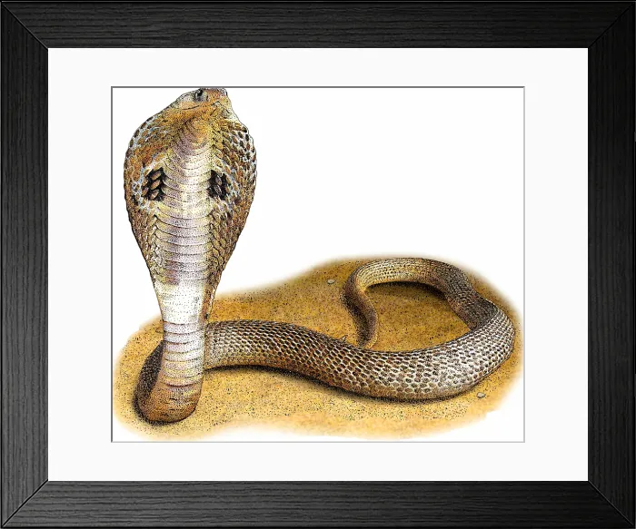 Framed Print : Indian Cobra Framed Print : Indian Cobra
