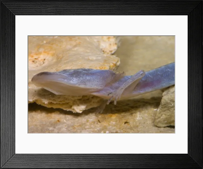Framed Print : Austin Blind Salamander