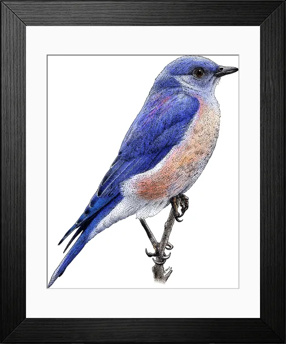 Framed Print : Western Bluebird Framed Print : Western Bluebird