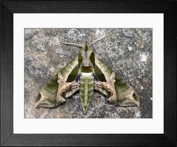 Framed Print : Pandorus Sphinx Moth, Eumorpha pandorus
