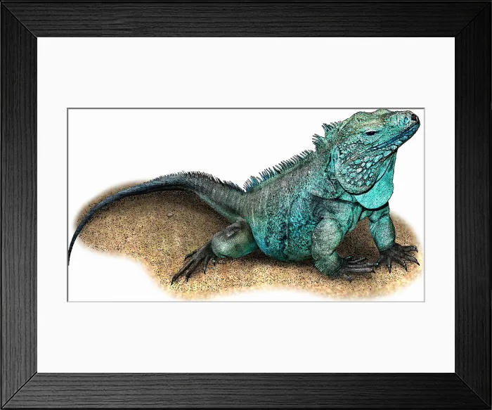 Framed Print : Grand Cayman Blue Iguana Framed Print : Grand Cayman Blue Iguana