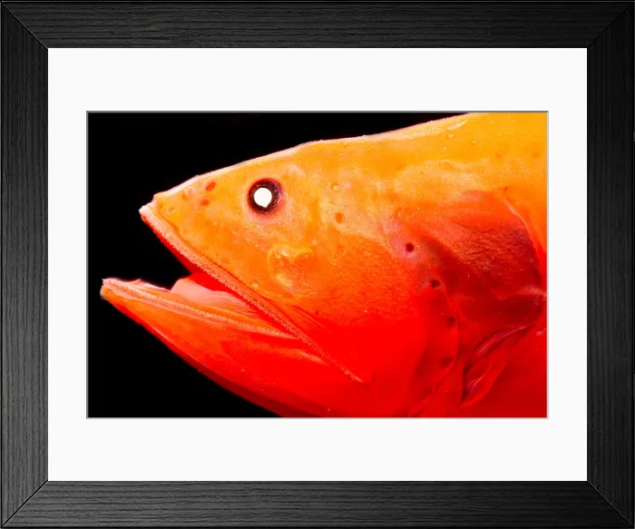 Framed Print : Velvet Whalefish (Barbourisia rufa) Framed Print : Velvet Whalefish (Barbourisia rufa)