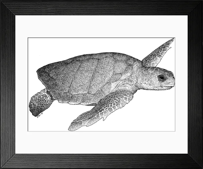 Framed Print : Loggerhead Sea Turtle Framed Print : Loggerhead Sea Turtle