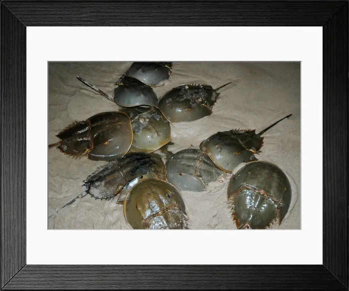 Framed Print : Horseshoe Crabs Spawning Framed Print : Horseshoe Crabs Spawning
