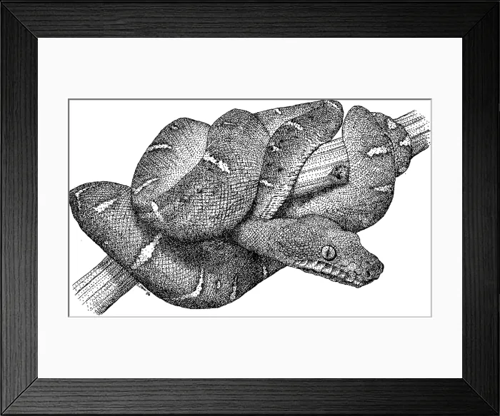 Framed Print : Emerald Boa Framed Print : Emerald Boa