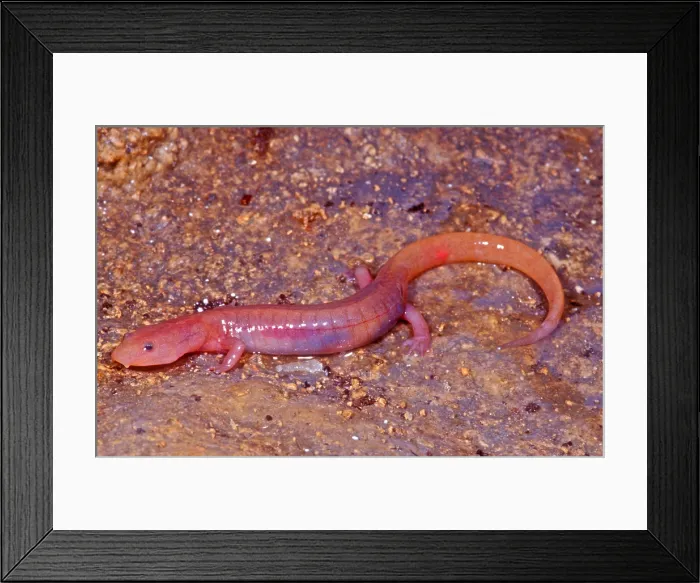 Framed Print : Ozark Blind Cave Salamander Framed Print : Ozark Blind Cave Salamander