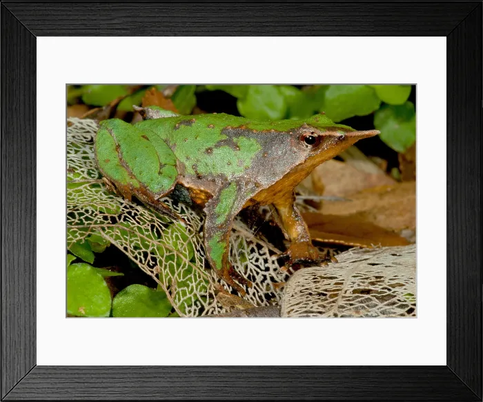 Framed Print : Darwin's Frog