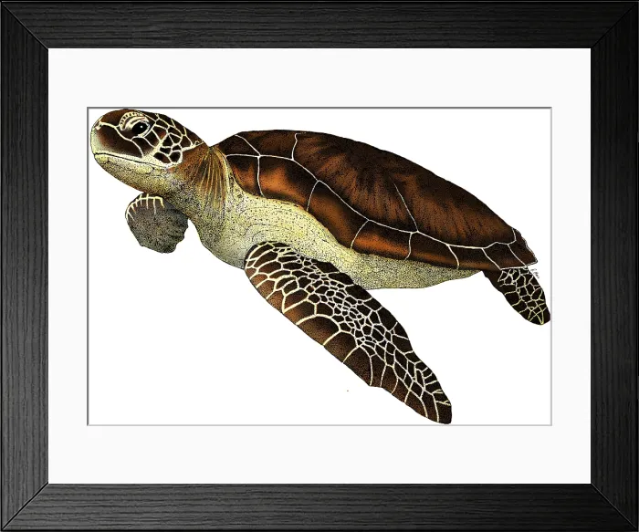 Framed Print : Green Sea Turtle Framed Print : Green Sea Turtle