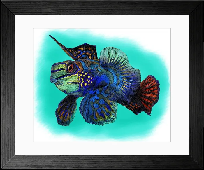 Framed Print : Mandarinfish Framed Print : Mandarinfish