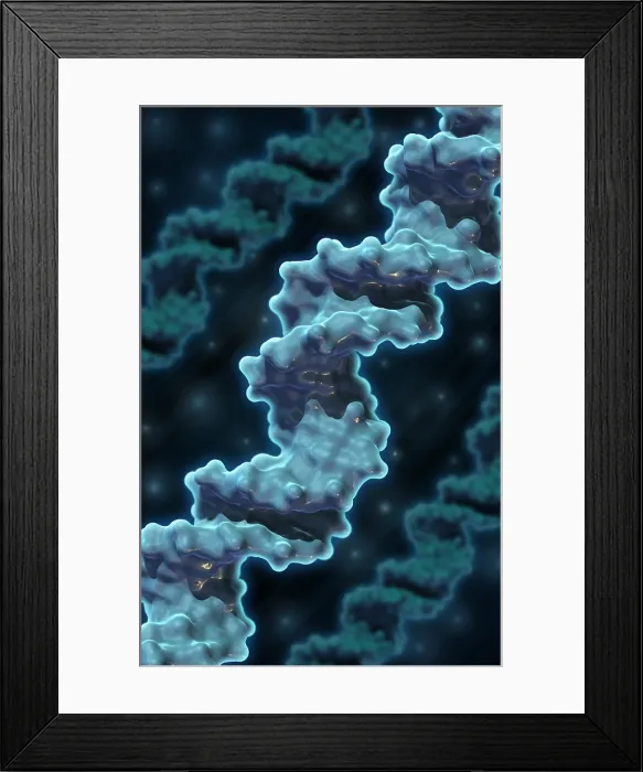 Framed Print : DNA, Molecular Model Framed Print : DNA, Molecular Model