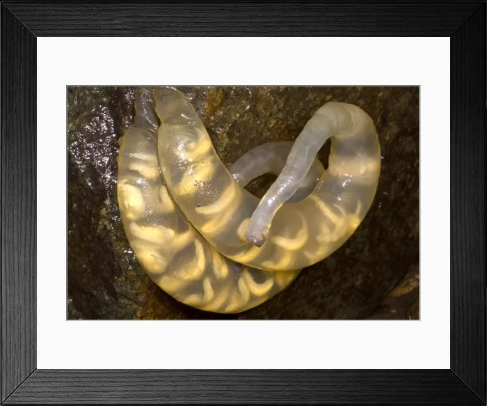 Framed Print : Hida Salamander Framed Print : Hida Salamander